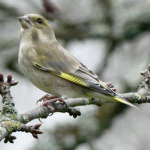 European Greenfinch