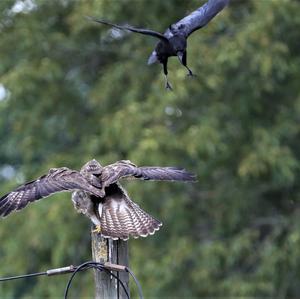 Mäusebussard