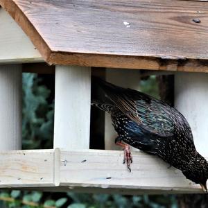 Common Starling