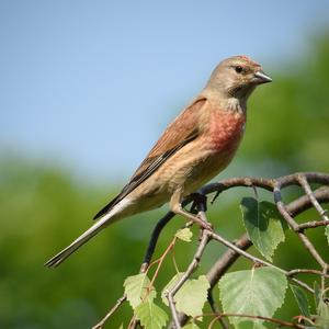 Eurasian Linnet