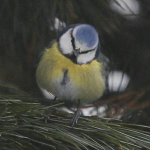 Blue Tit