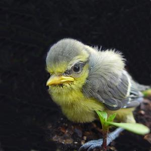 Blue Tit