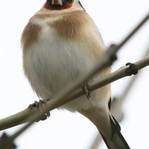 European Goldfinch