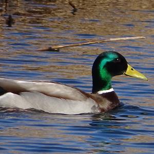 Mallard