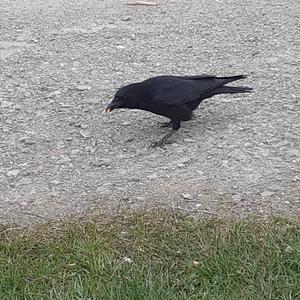 Carrion Crow