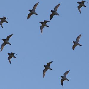 Eurasian Golden Plover