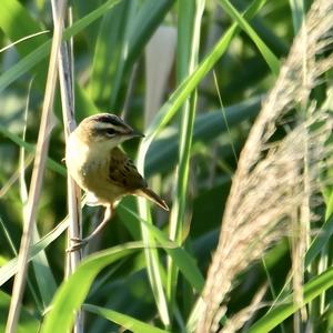 Sedge Warbler