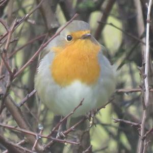 European Robin