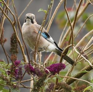 Eurasian Jay