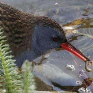 Water Rail