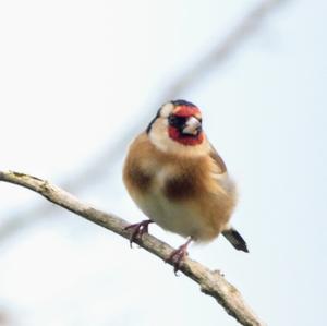 European Goldfinch