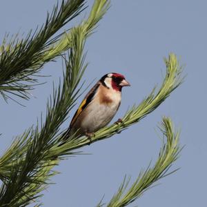 European Goldfinch