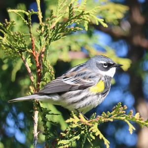 Yellow-rumped Warbler