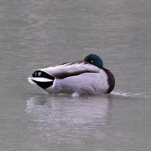 Mallard