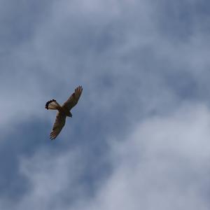 Common Kestrel