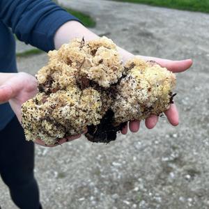 Eastern Cauliflower Mushroom