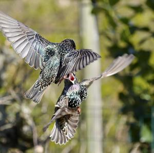 Common Starling