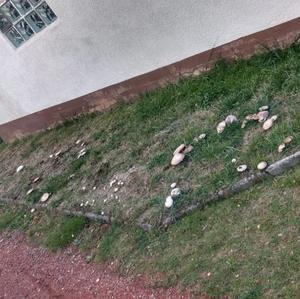 Unbekannte Art