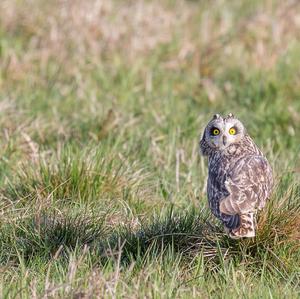 Short-eared Owl