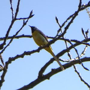 Grey Wagtail