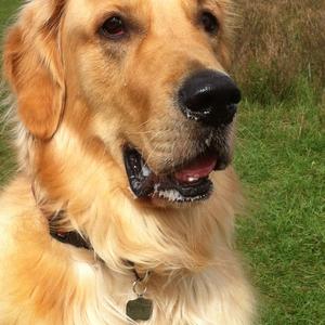 Retriever (Golden)