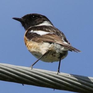 European stonechat