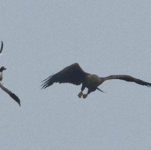 White-tailed Eagle