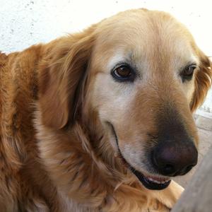 Retriever (Golden)