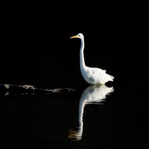 Great Egret