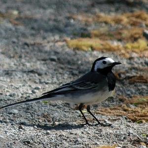 White Wagtail