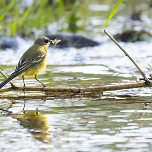 Yellow Wagtail