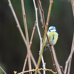 Blue Tit