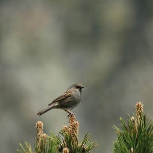 Hedge Accentor