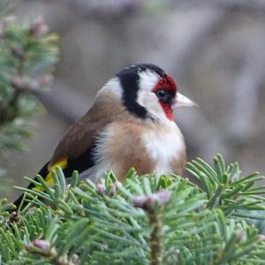 European Goldfinch