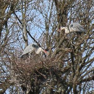 Grey Heron