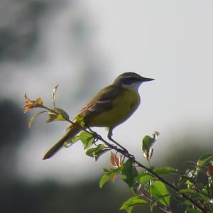 Yellow Wagtail