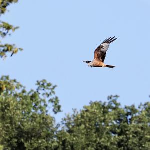 Red Kite