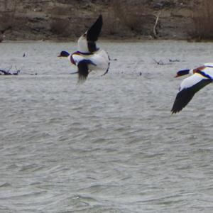 Common Shelduck