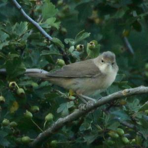 Eurasian Reed-warbler