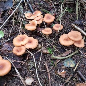 Tawny Funnel-cap