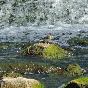 White Wagtail