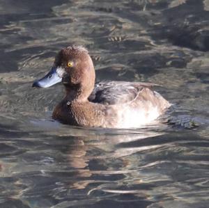 Tufted Duck