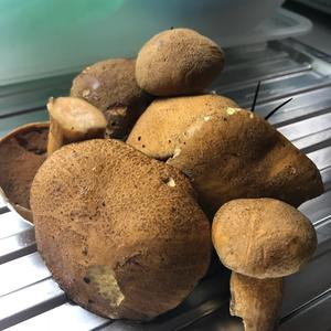 Variegated Bolete