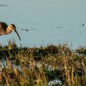 Eurasian Curlew