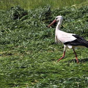 White Stork