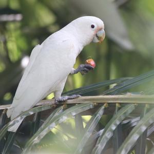 Tanimbar Cockatoo