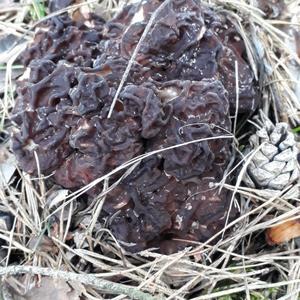 Conifer False Morel