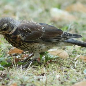 Fieldfare