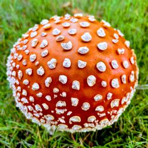 Fly Agaric