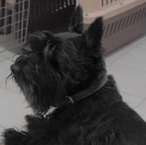 Scottish Terrier